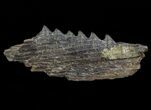 Cretaceous Swordfish (Protosphyraena) Pectoral Fin - Kansas #64316-3